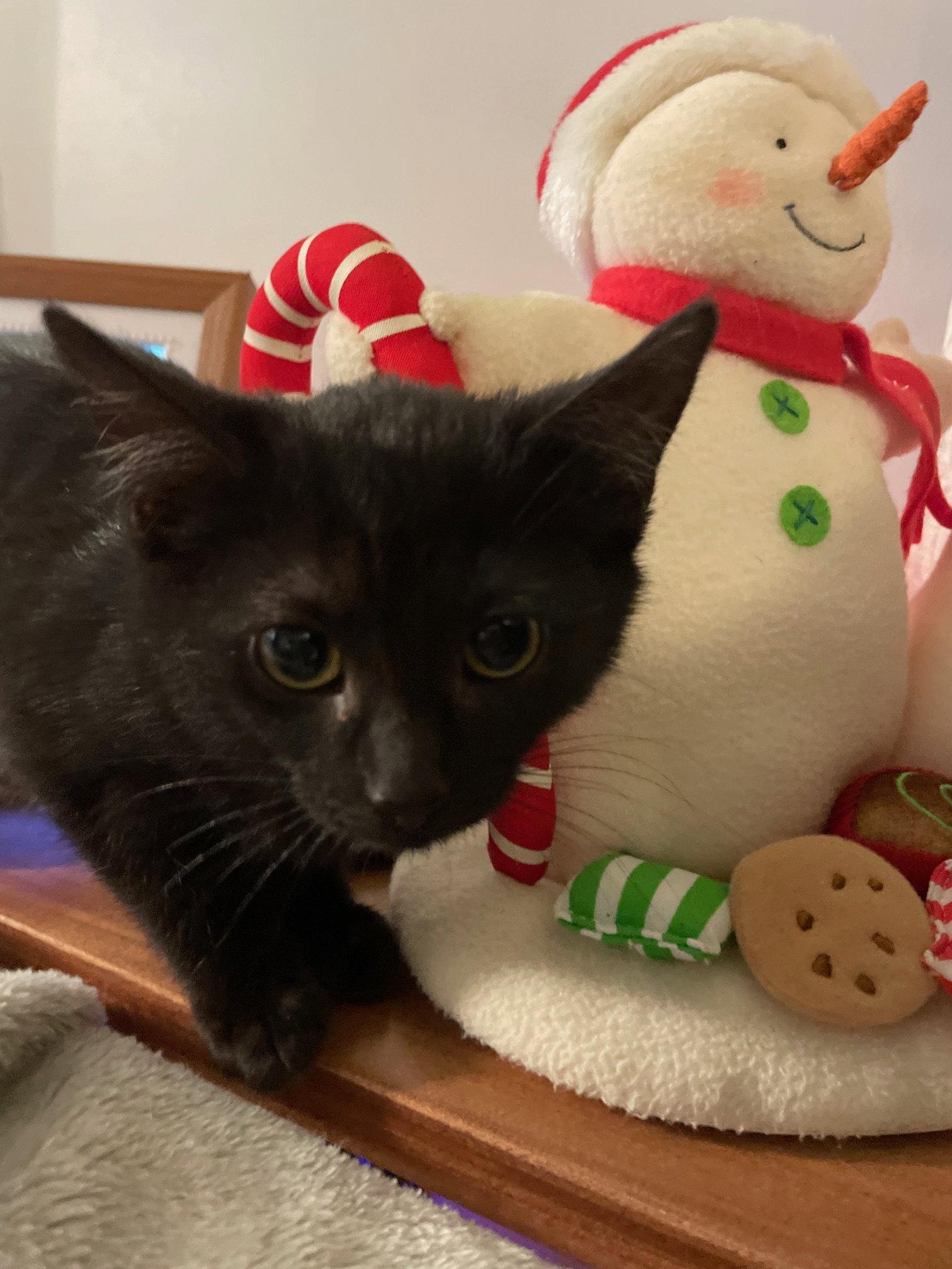 Nefertiti, Adopted, Kitten Female Domestic Short Hair.