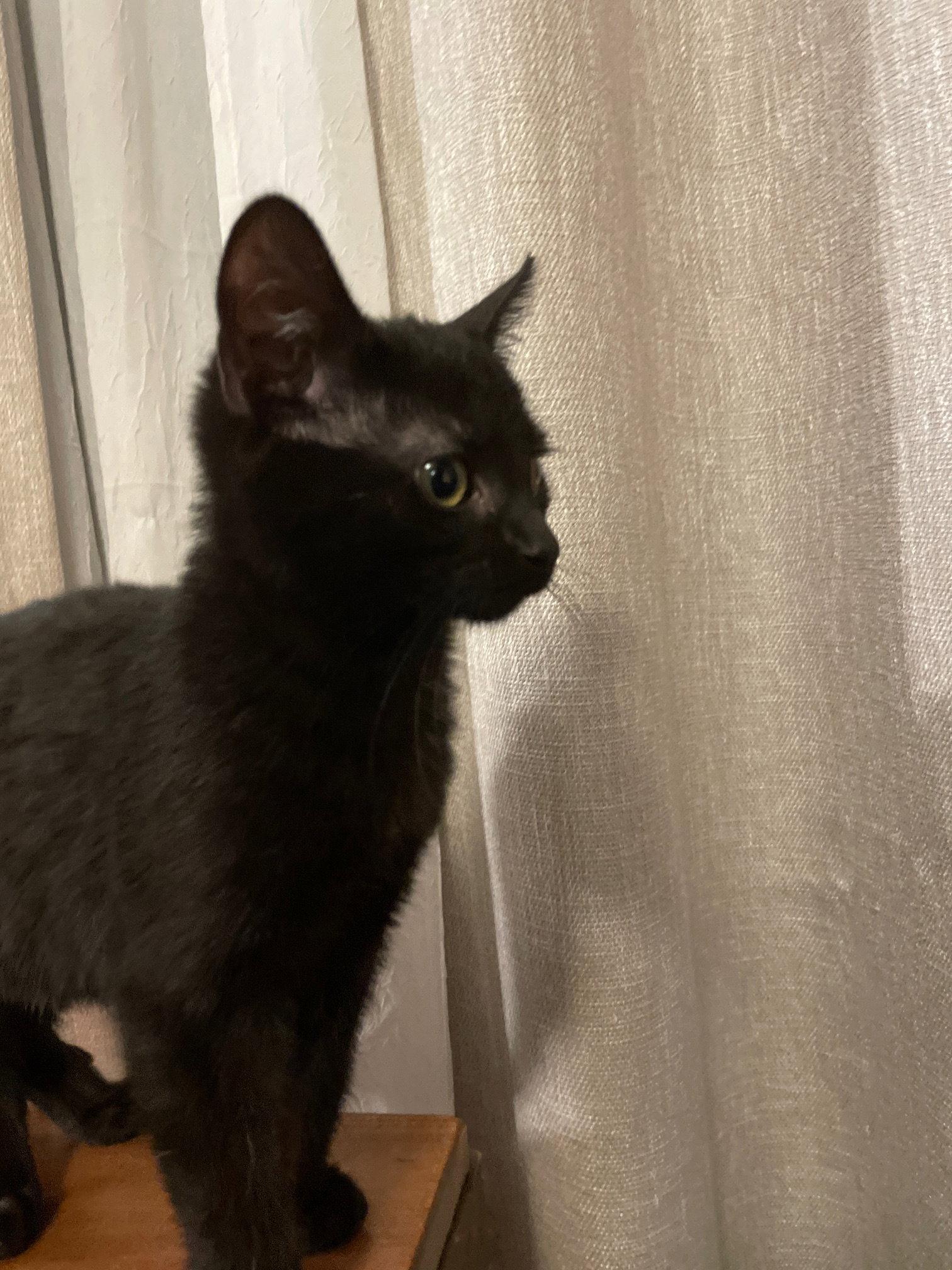 Nefertiti, a Adopted Domestic Short Hair in Island Lake, IL image 2/3