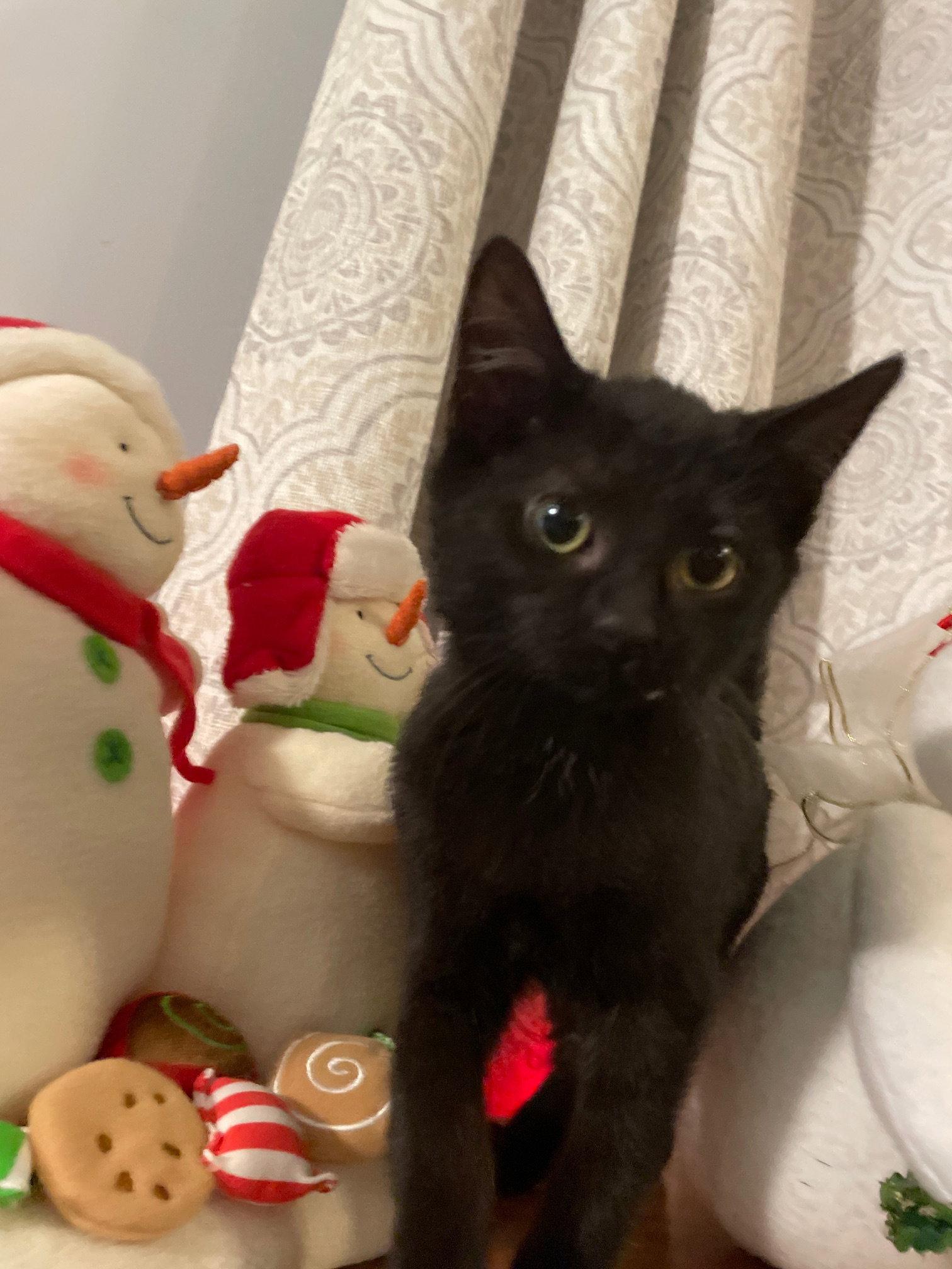 Nefertiti, a Adopted Domestic Short Hair in Island Lake, IL image 3/3