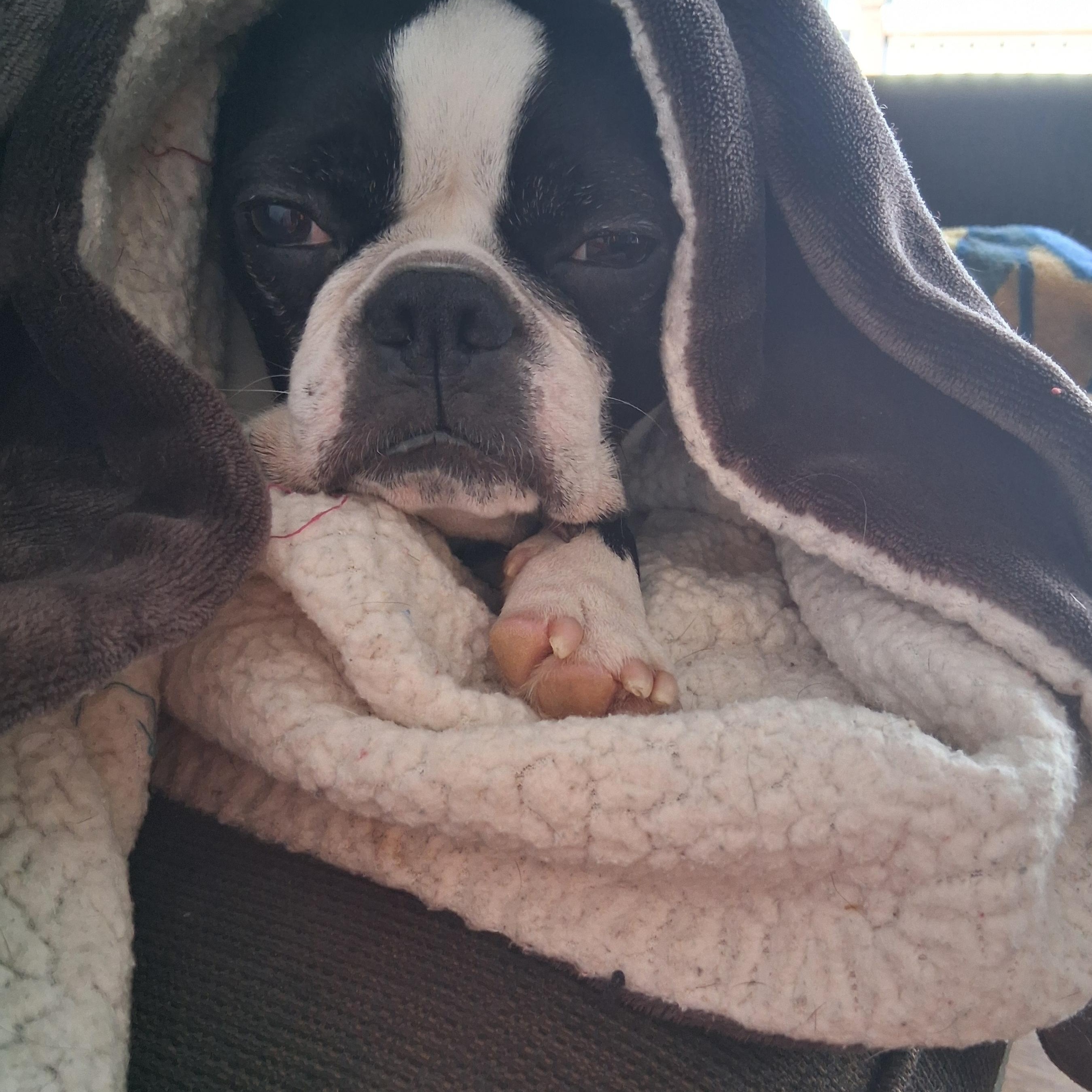 Enlarge Stax in NE, a ADOPTABLE Boston Terrier in Elkhorn, NE image 3/4