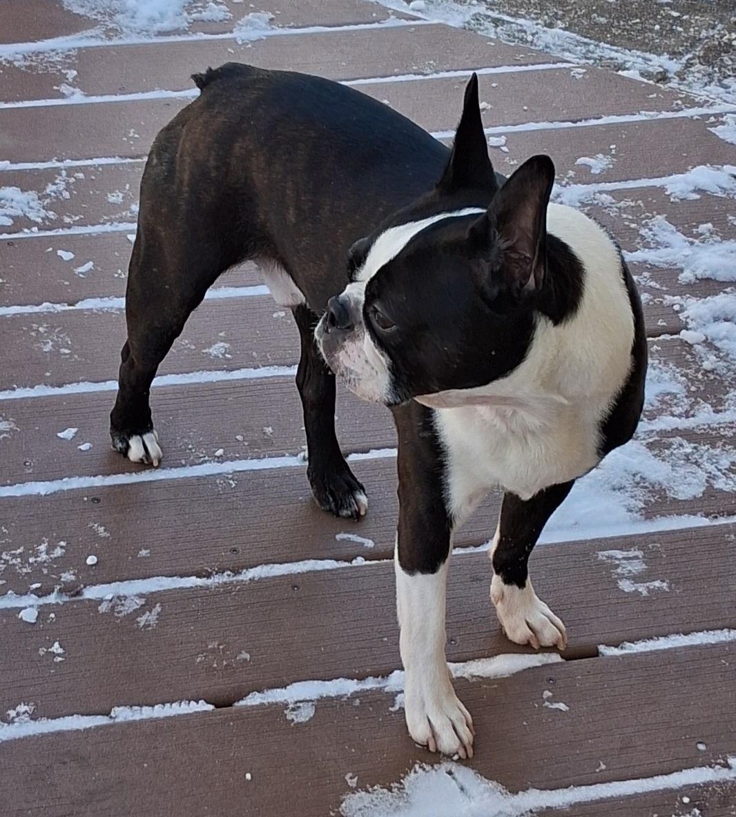 Enlarge Stax in NE, a ADOPTABLE Boston Terrier in Elkhorn, NE image 1/4