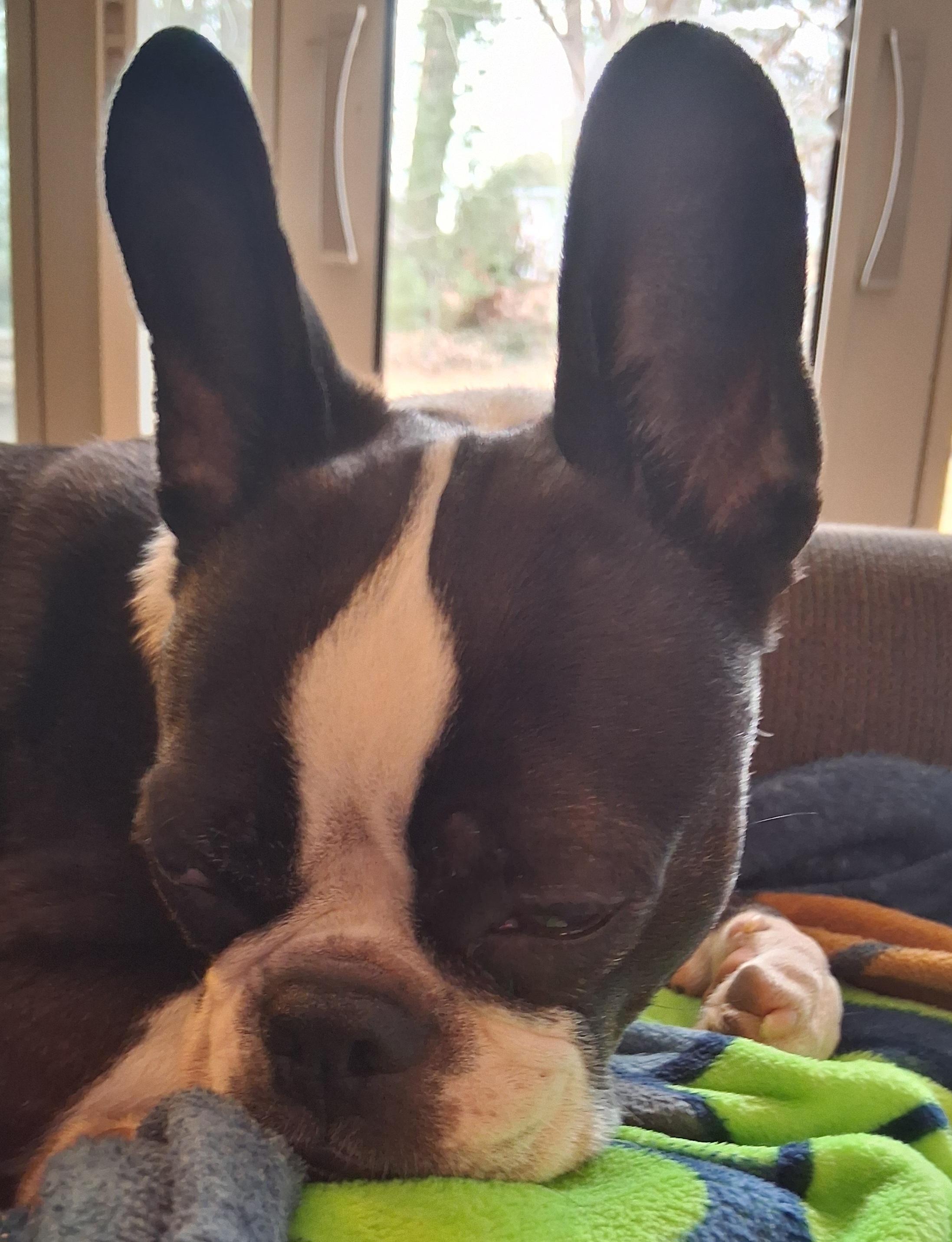 Enlarge Stax in NE, a ADOPTABLE Boston Terrier in Elkhorn, NE image 4/4