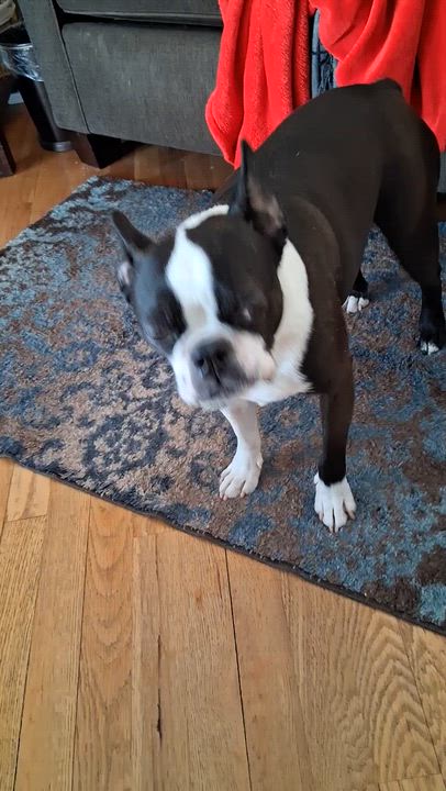 Enlarge Stax in NE, a ADOPTABLE Boston Terrier in Elkhorn, NE video 2/4