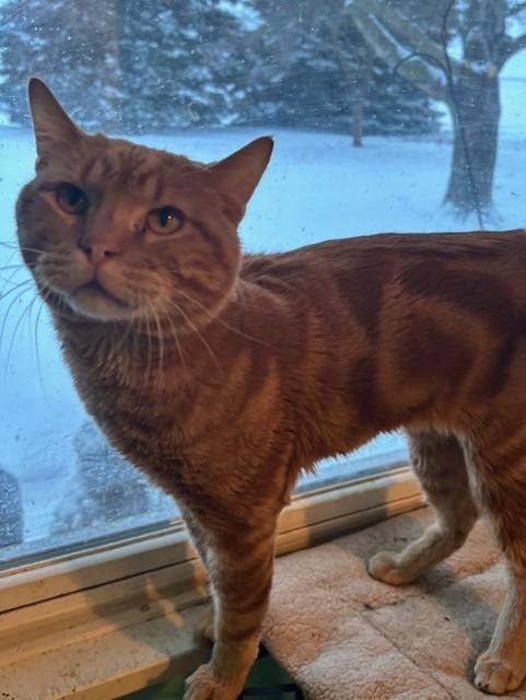 Tucker, adopted, Adult Male Domestic Short Hair.