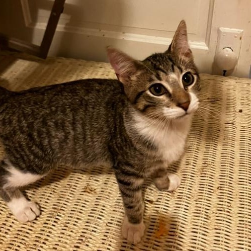 Milo, a Adoptable Domestic Short Hair in Manhattan , KS image 4/5