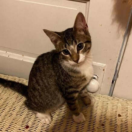 Milo, a Adoptable Domestic Short Hair in Manhattan , KS image 3/5