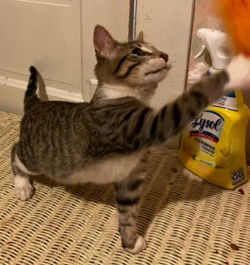 Milo, a Adoptable Domestic Short Hair in Manhattan , KS image 5/5