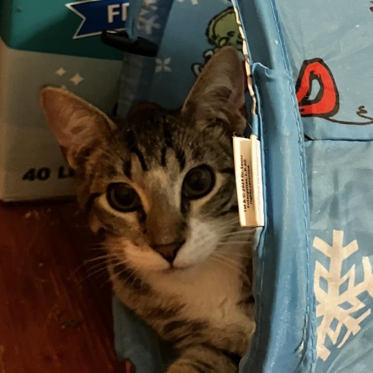 Milo, Adoptable, Young Male Domestic Short Hair.