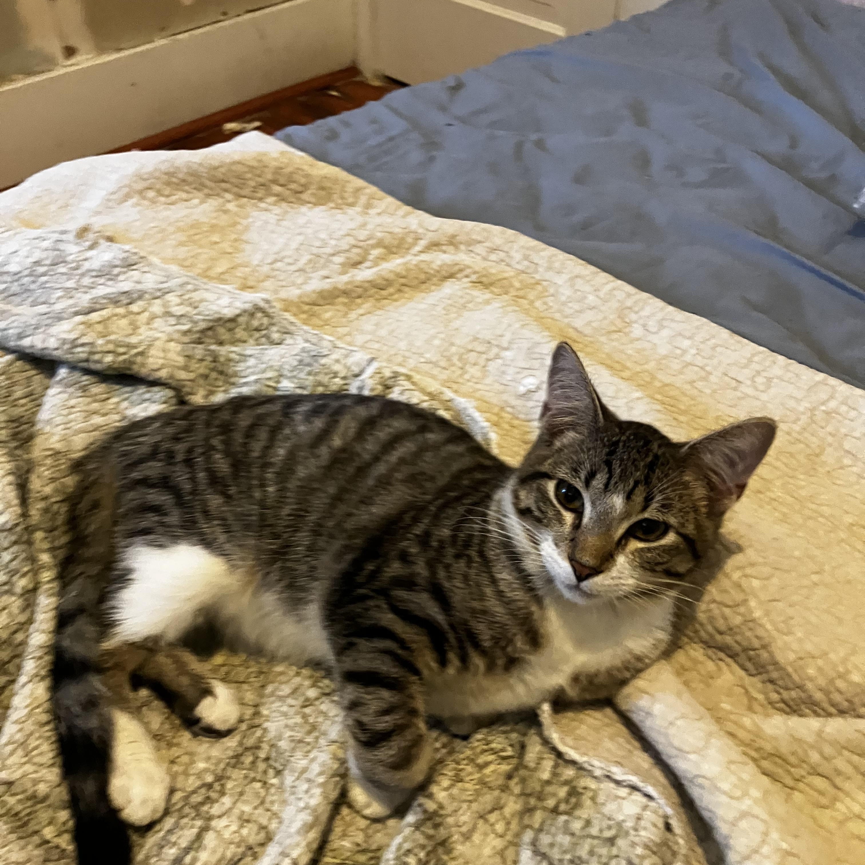 Milo, Adoptable, Young Male Domestic Short Hair.