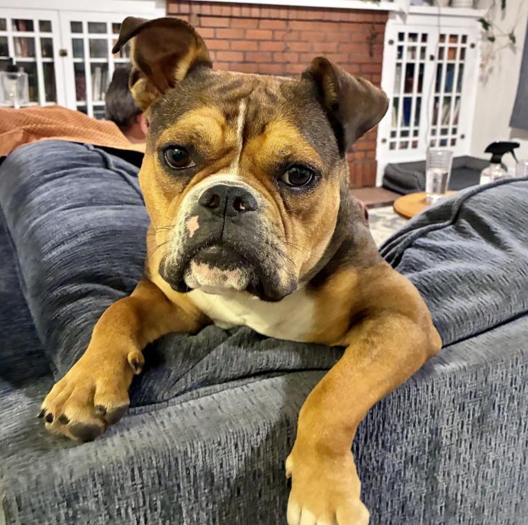 Bubbles, ADOPTABLE, Adult Female Bulldog & Mixed Breed.