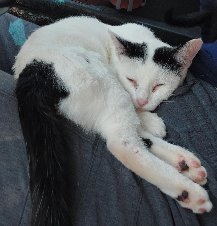 Poppy2, a Adopted mixed breed in GUERNSEY, WY image 1/2