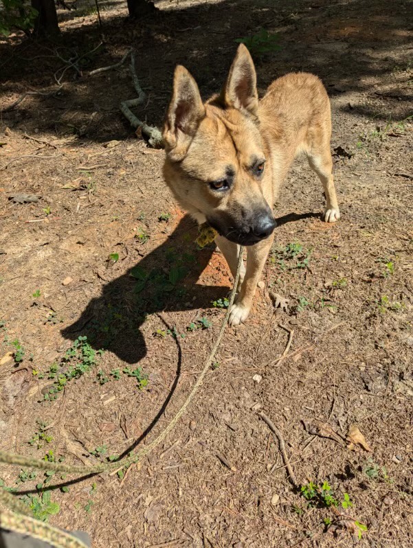 Dog for adoption Scooby (Doo!) URGENT! Hurricane Helene survivor!, a