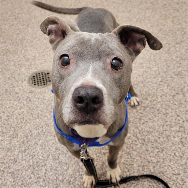 PEPPER, Adoptable, Senior Female Pit Bull Terrier & Mixed Breed.