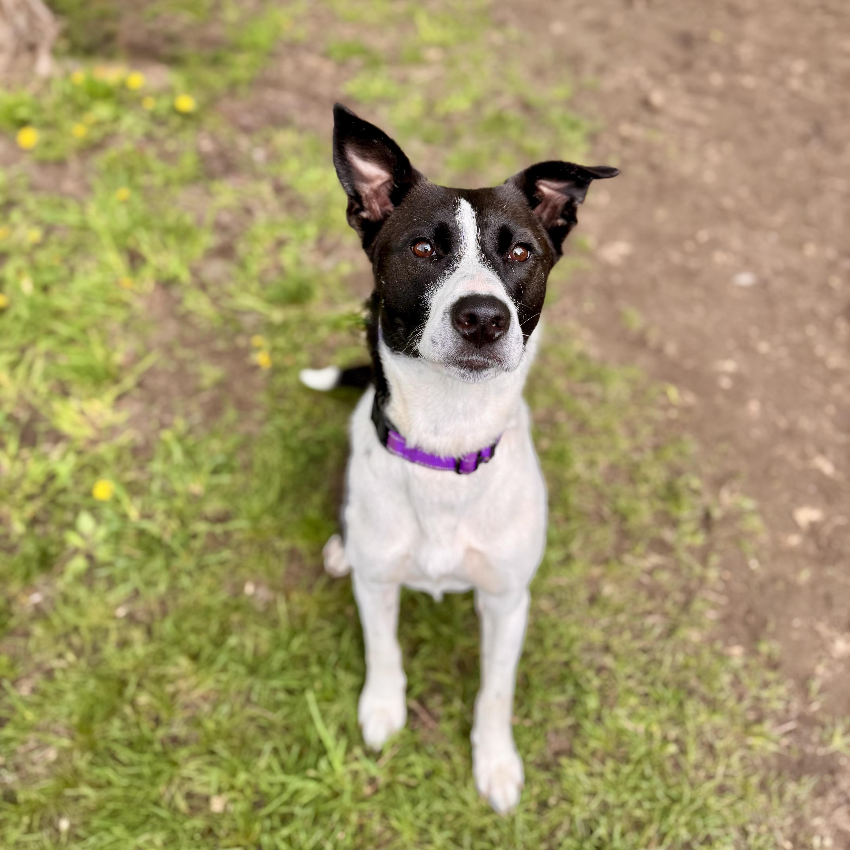 Coco, a ADOPTABLE Border Collie in Midland, MI image 3/3