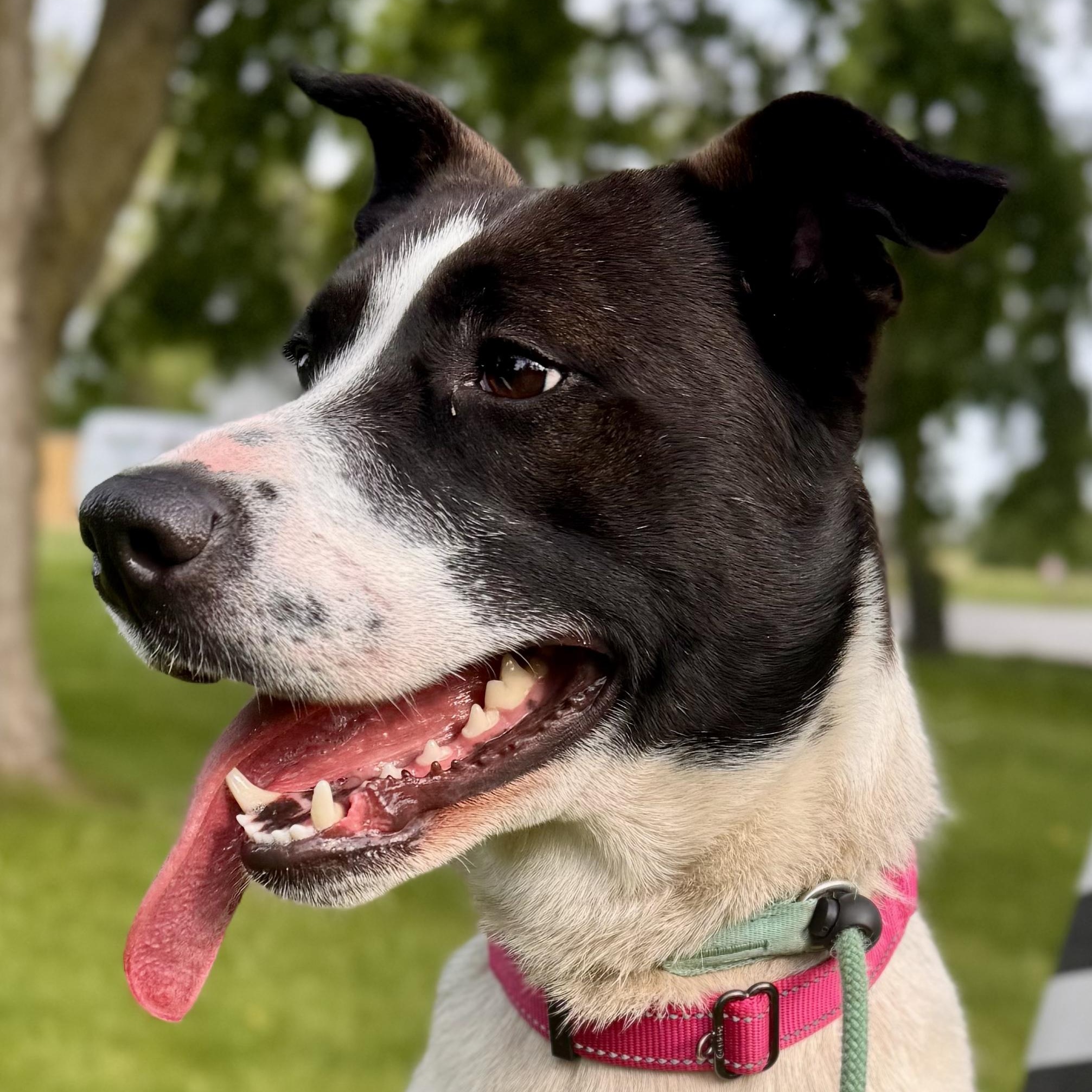 Coco, adoptable, Young Female Border Collie.