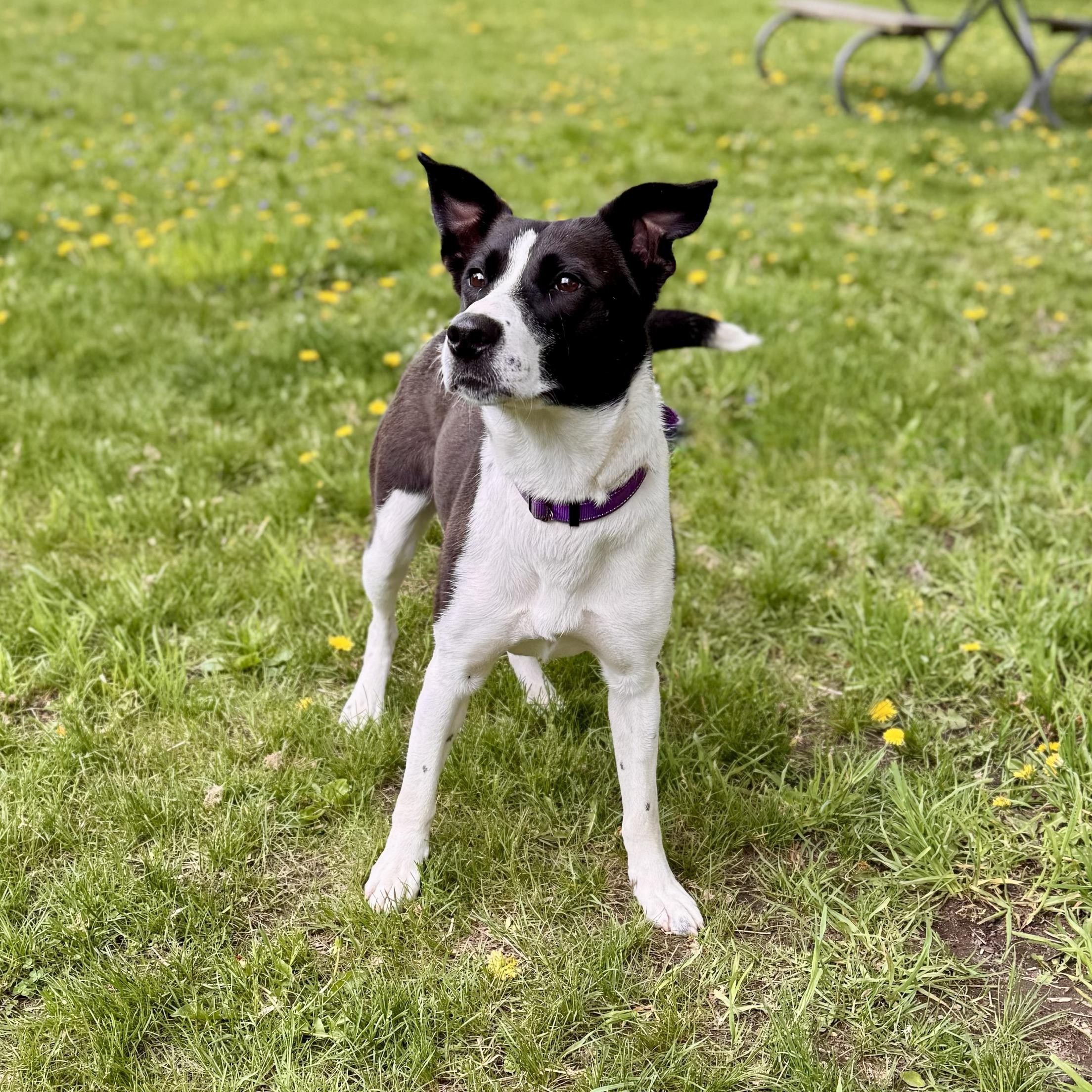 Coco, a ADOPTABLE Border Collie in Midland, MI image 2/3