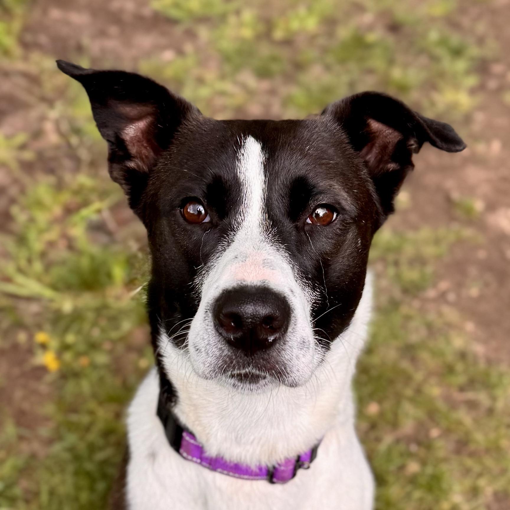 Coco, a ADOPTABLE Border Collie in Midland, MI image 1/3