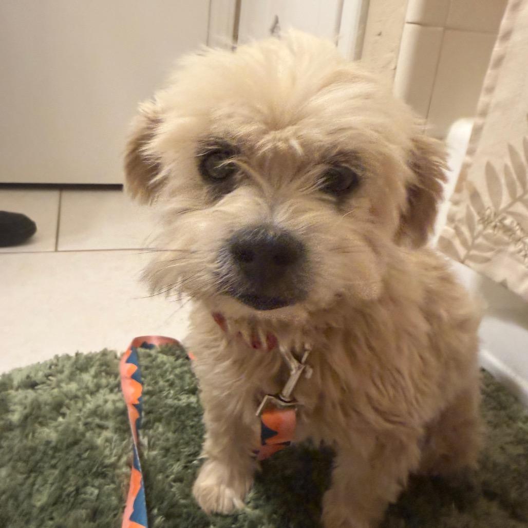 Owen C-34127, Adoptable, Senior Male Shih Tzu.