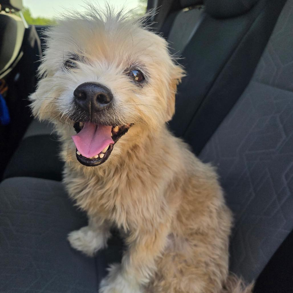 Enlarge Owen C-34127, a Adoptable Shih Tzu in Oklahoma City, OK image 2/2
