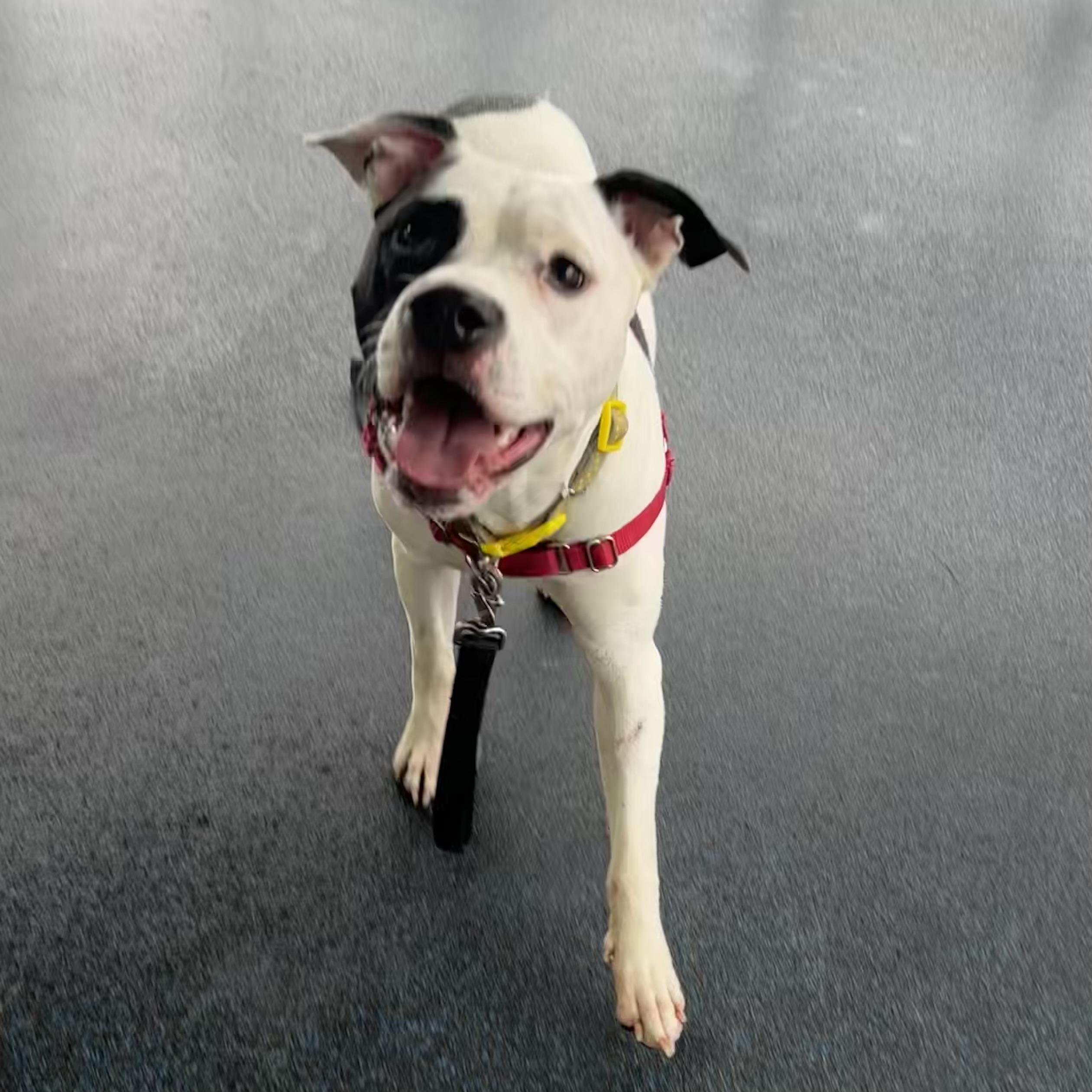 Kirby — thumbnail 2