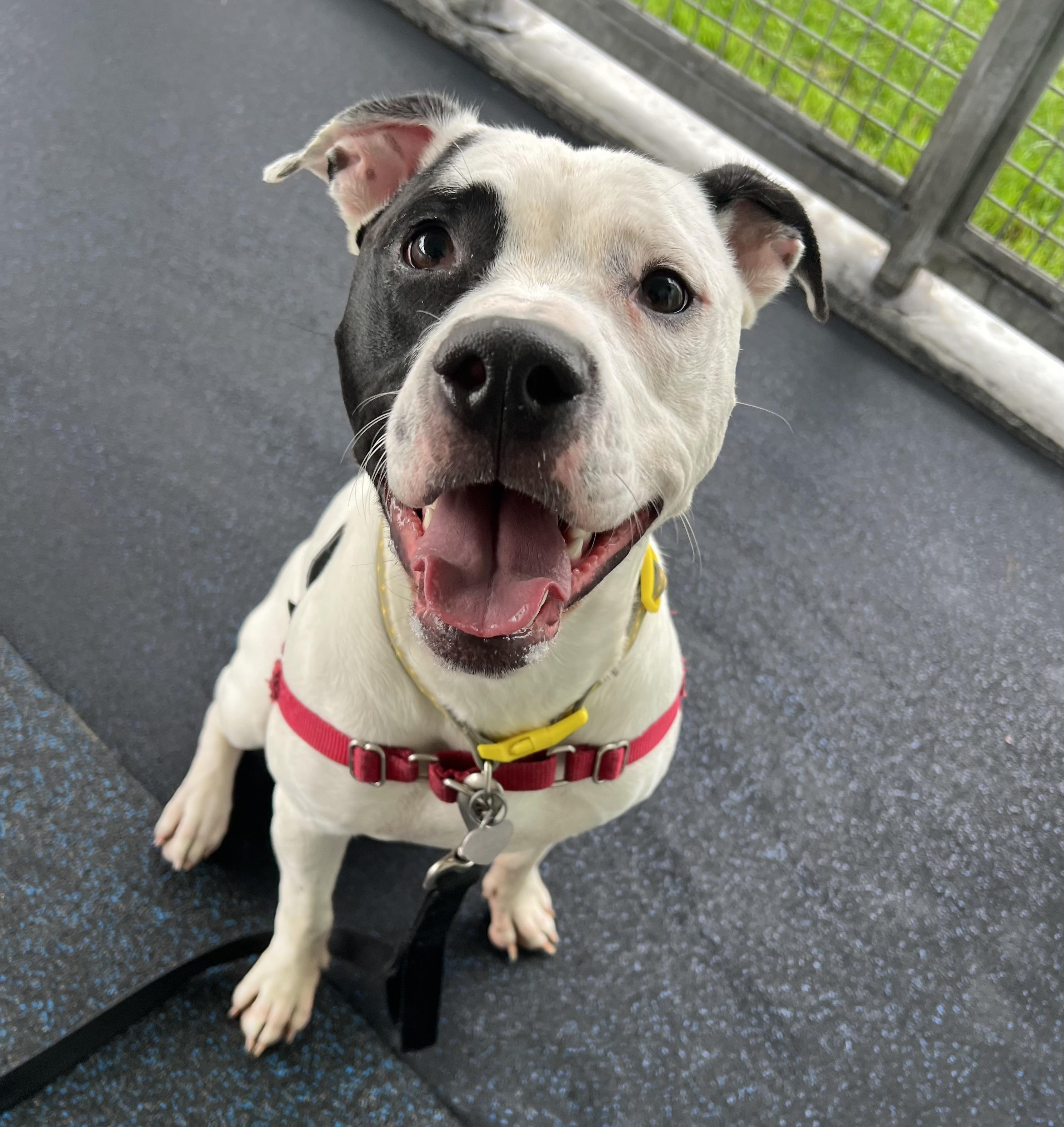 Kirby, a Adoptable mixed breed in Ithaca, NY image 1/5