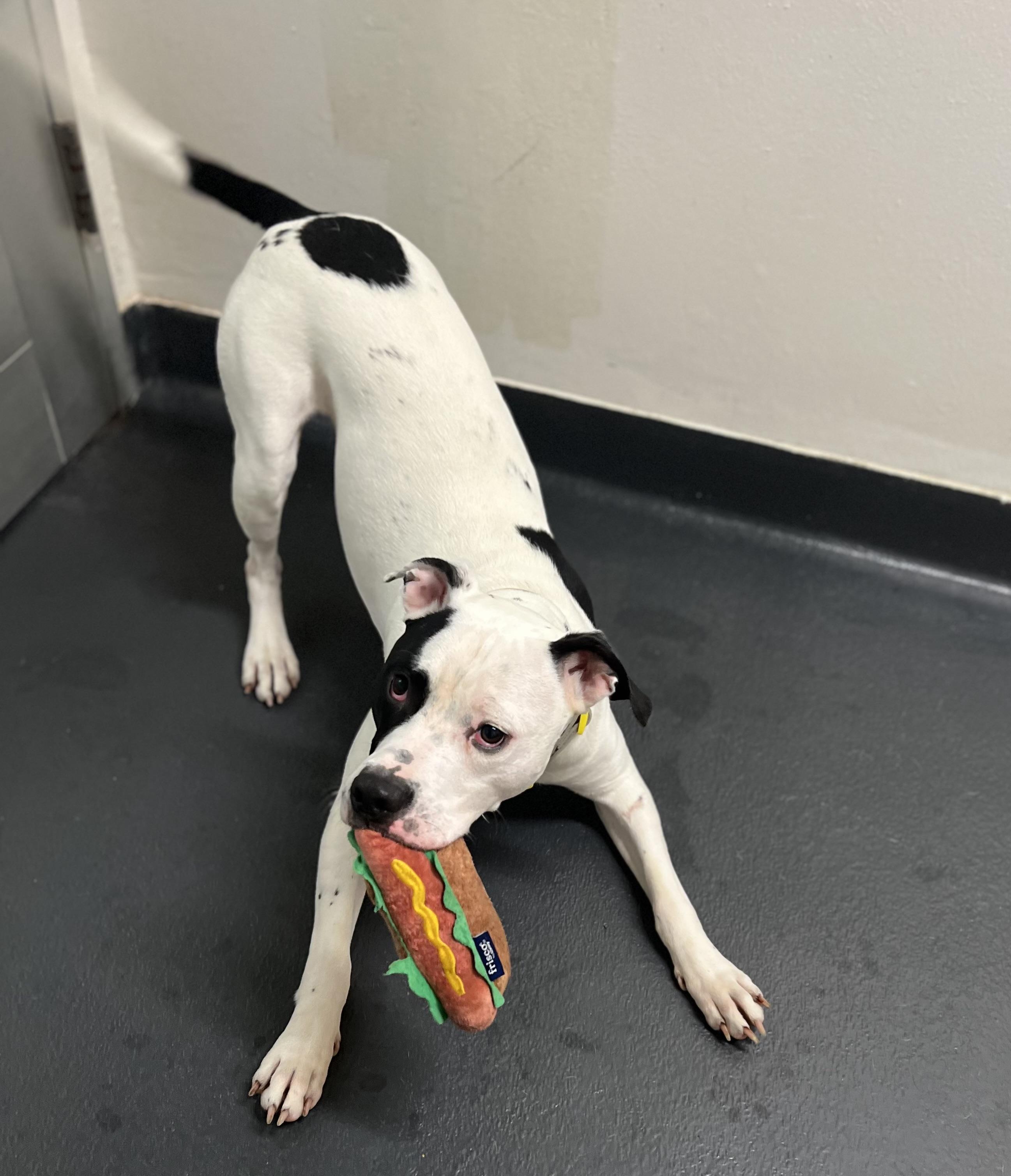 Kirby, a Adoptable mixed breed in Ithaca, NY image 4/5