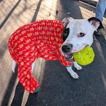 Kirby, a Adoptable mixed breed in Ithaca, NY image 2/5