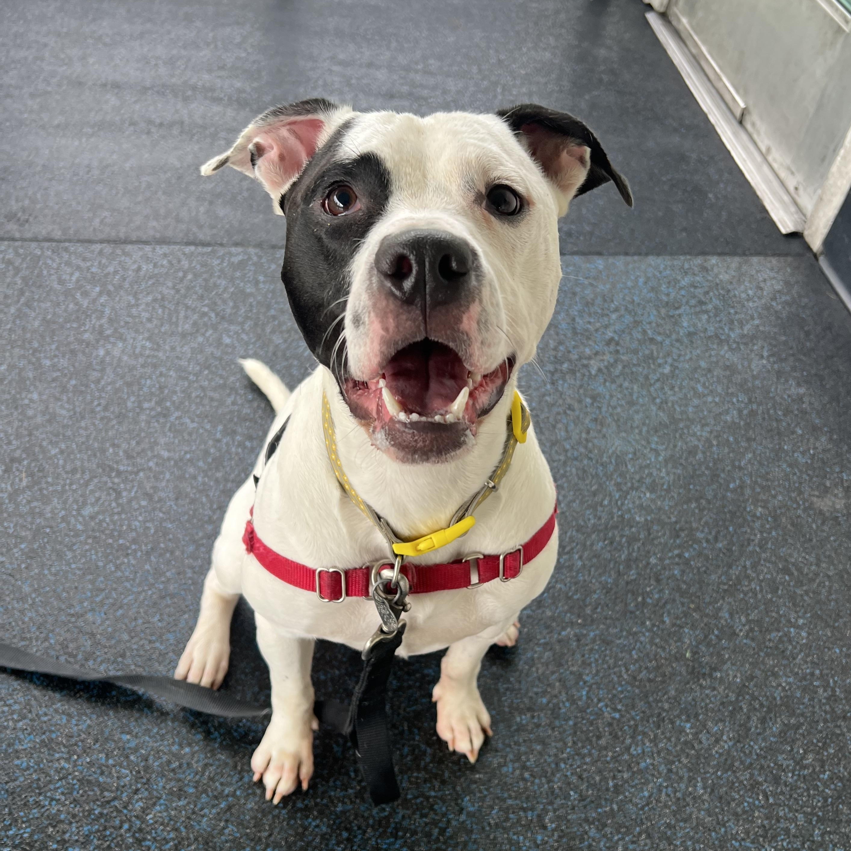 Kirby, a Adoptable mixed breed in Ithaca, NY image 5/5