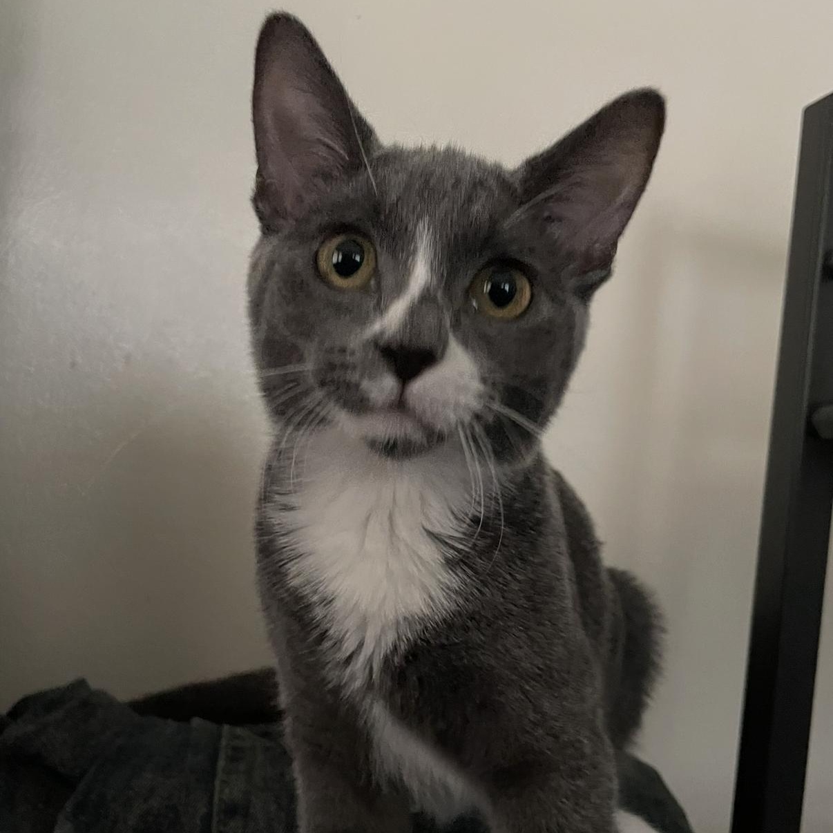 Serephina, Adoptable, Kitten Female Domestic Short Hair.