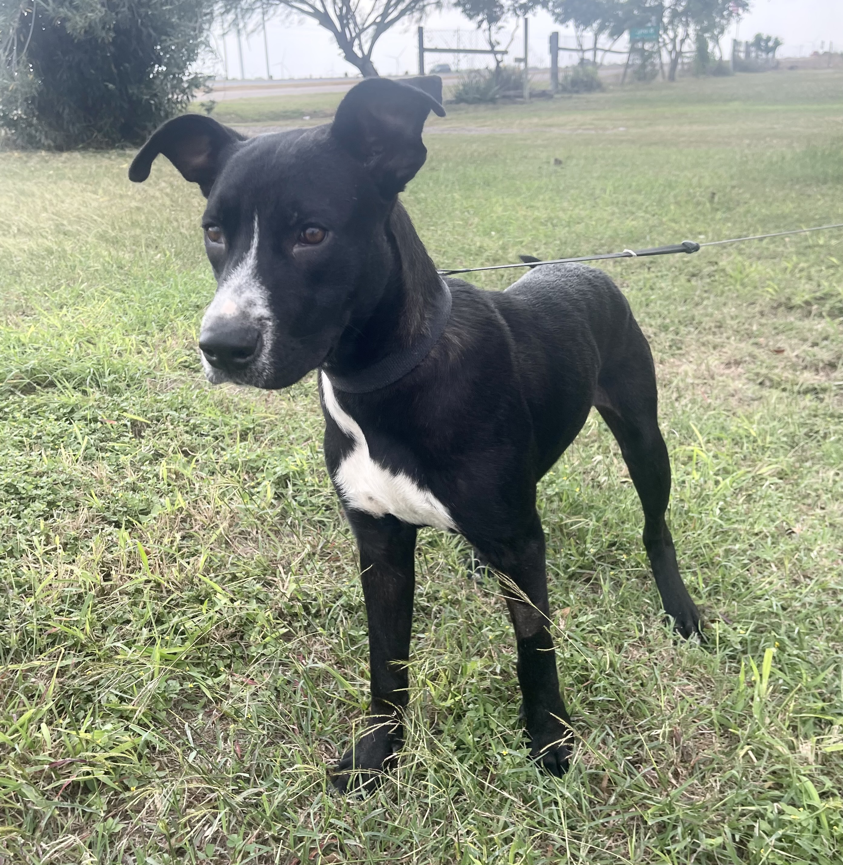 Rocket, an adoptable Labrador Retriever in Harlingen, TX, 78550 | Photo Image 4