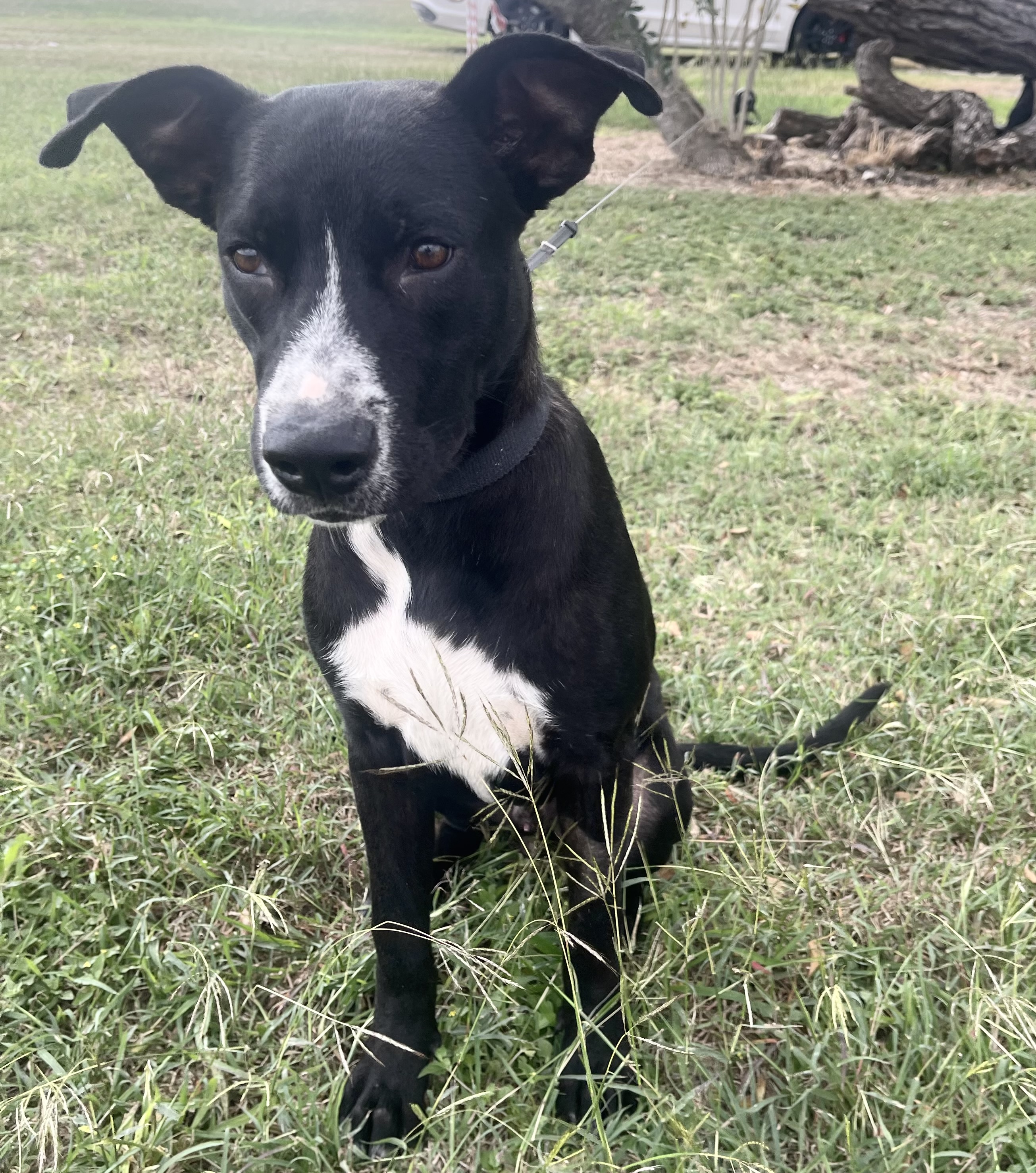 Rocket, an adoptable Labrador Retriever in Harlingen, TX, 78550 | Photo Image 2