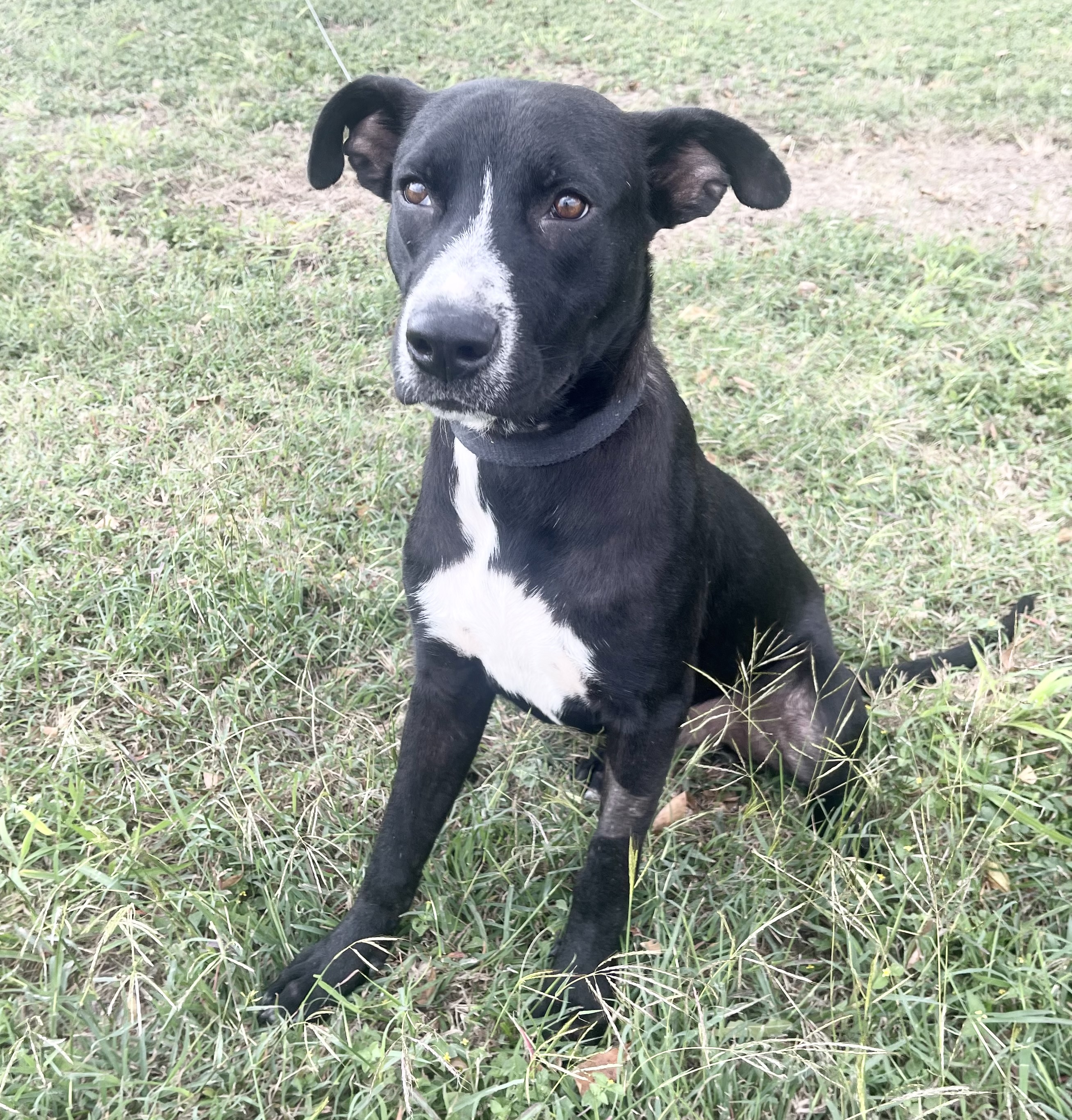 Rocket, an adoptable Labrador Retriever in Harlingen, TX, 78550 | Photo Image 3