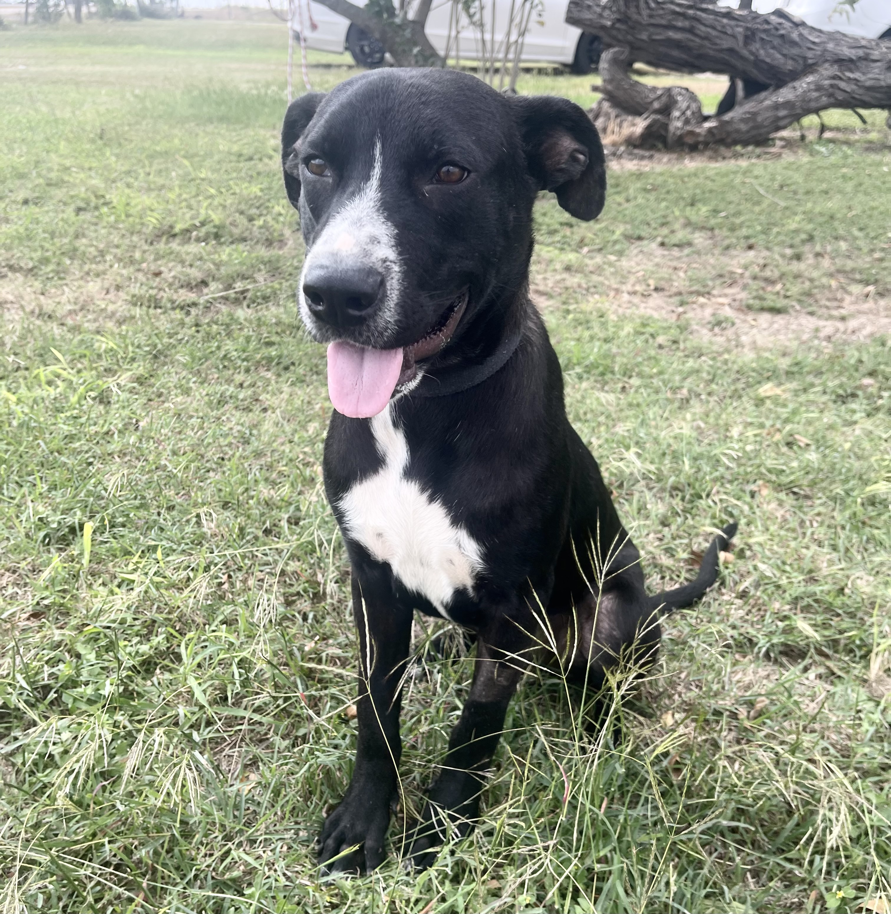 Rocket, an adoptable Labrador Retriever in Harlingen, TX, 78550 | Photo Image 1