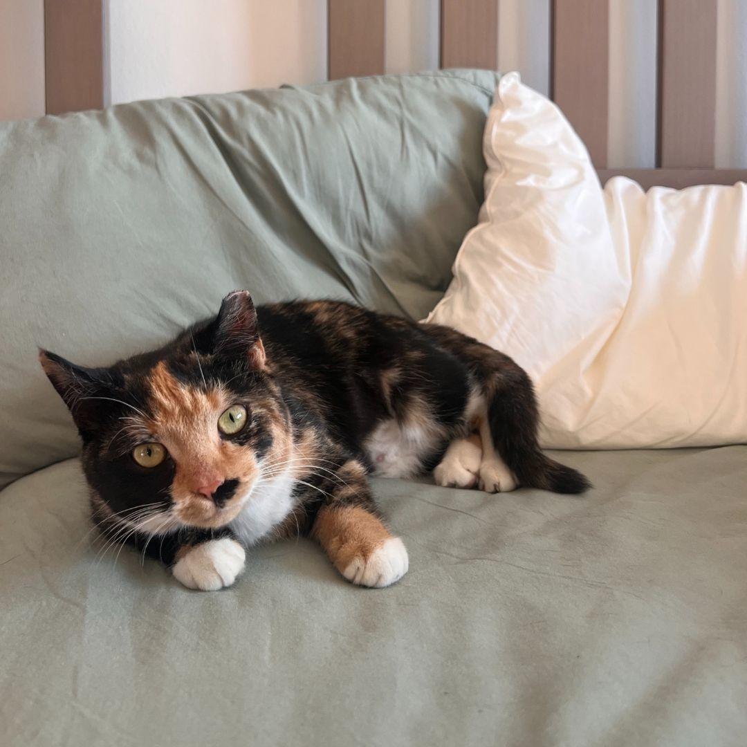 Ameretto, Adopted, Adult Female Domestic Short Hair.