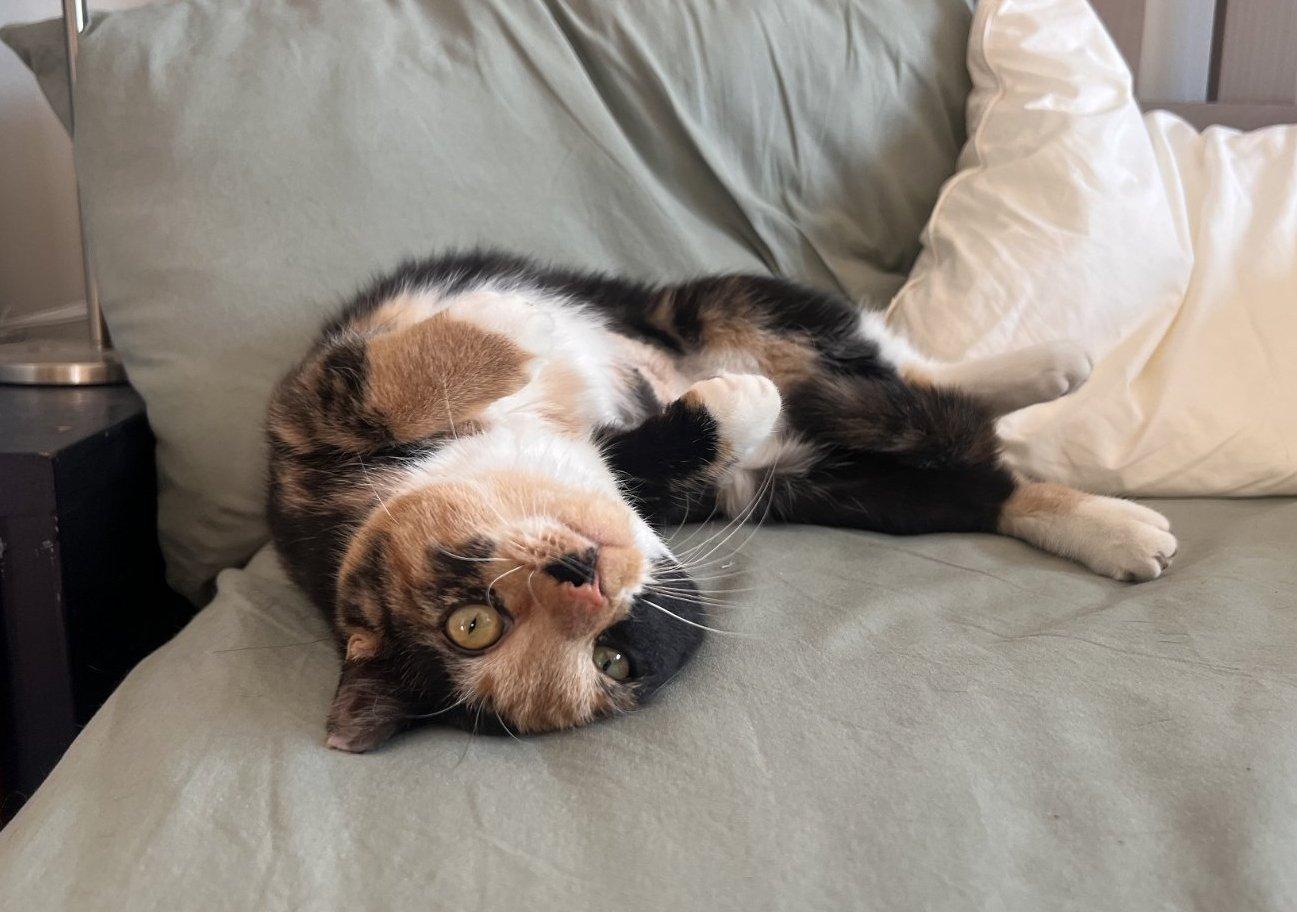 Enlarge Ameretto, a Adopted Domestic Short Hair in Brooklyn, NY image 2/3