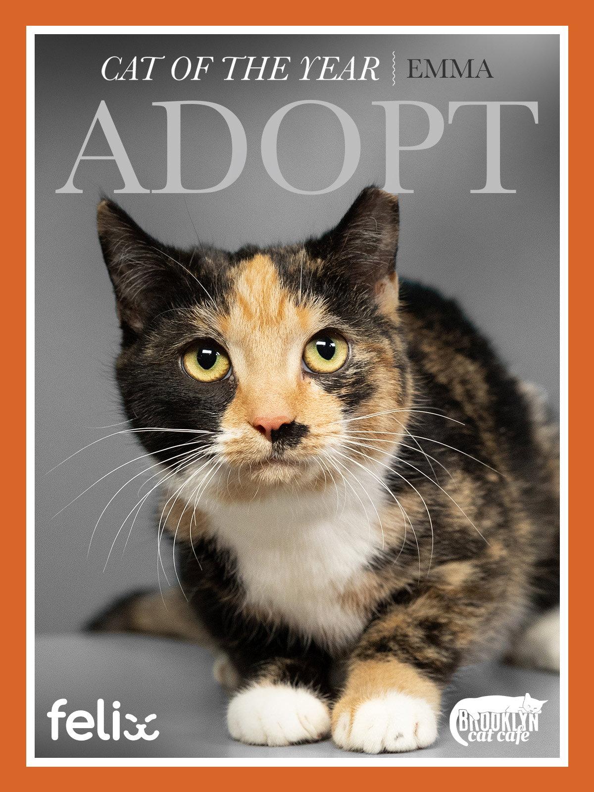 Enlarge Ameretto, a Adopted Domestic Short Hair in Brooklyn, NY image 3/3