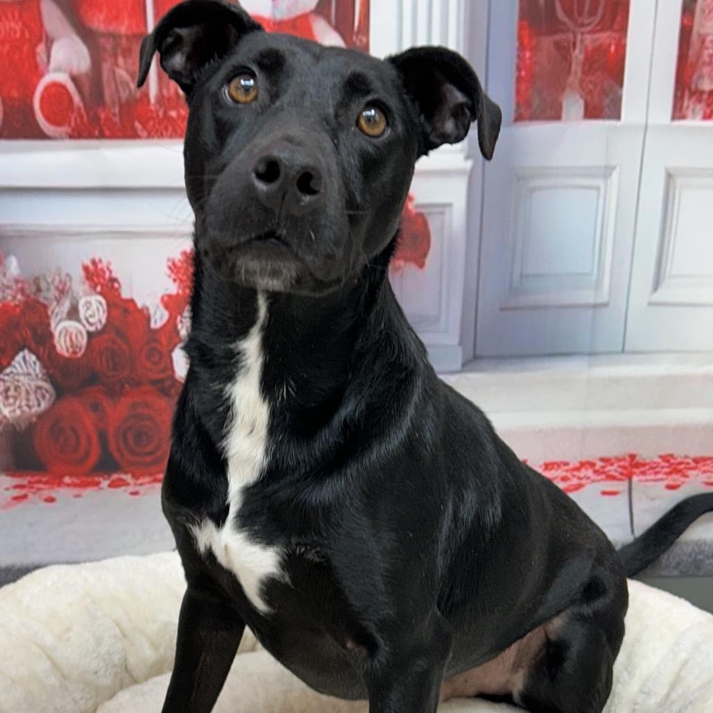 Huggins, Adult Male Black Labrador Retriever