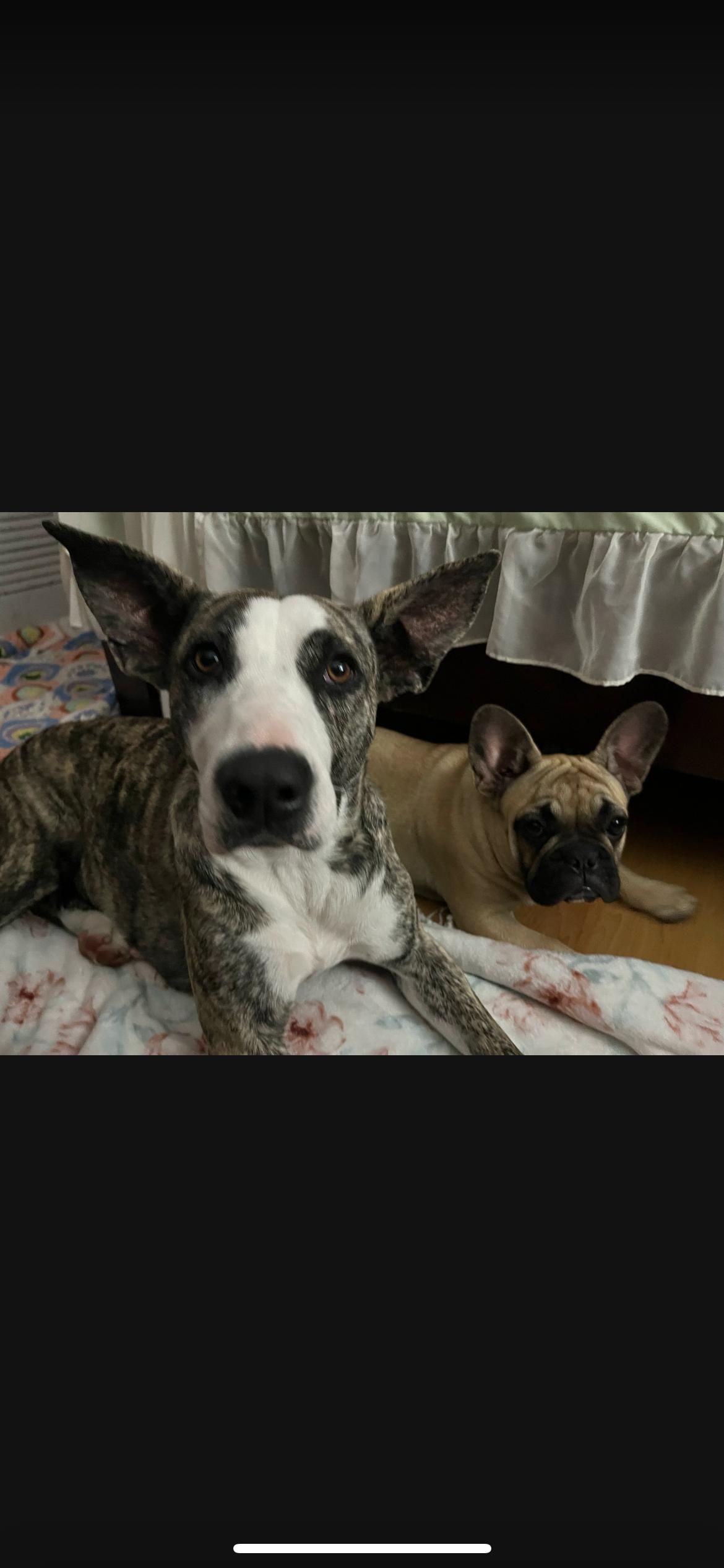 Enlarge Missy, a Adoptable mixed breed in cape coral, FL image 2/2