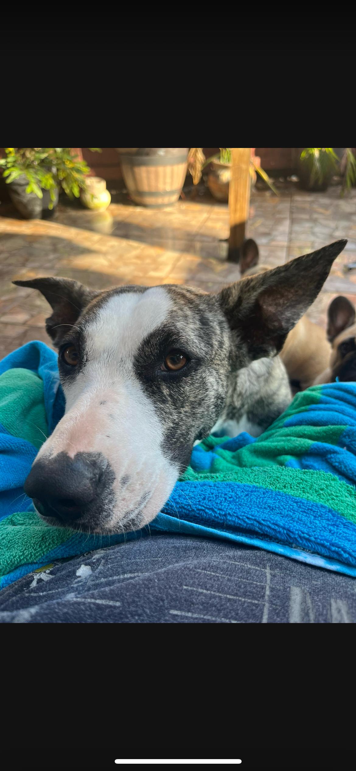 Enlarge Missy, a Adoptable mixed breed in cape coral, FL image 1/2