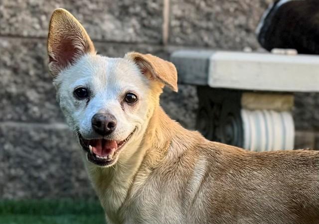 Enlarge AUSTRA, a Adoptable mixed breed in Moreno Valley, CA image 1/1