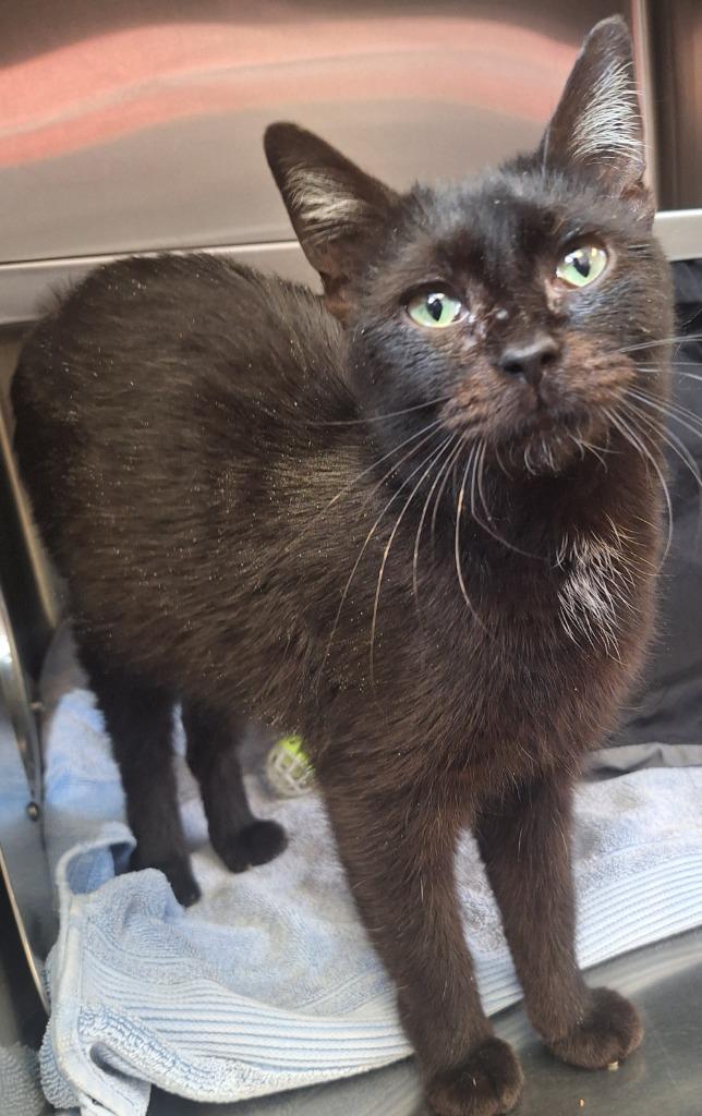 Enlarge Ebony, a Adoptable mixed breed in Grand Forks, ND image 1/2