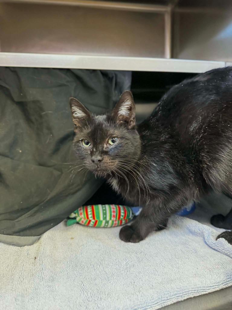 Enlarge Ebony, a Adoptable mixed breed in Grand Forks, ND image 2/2