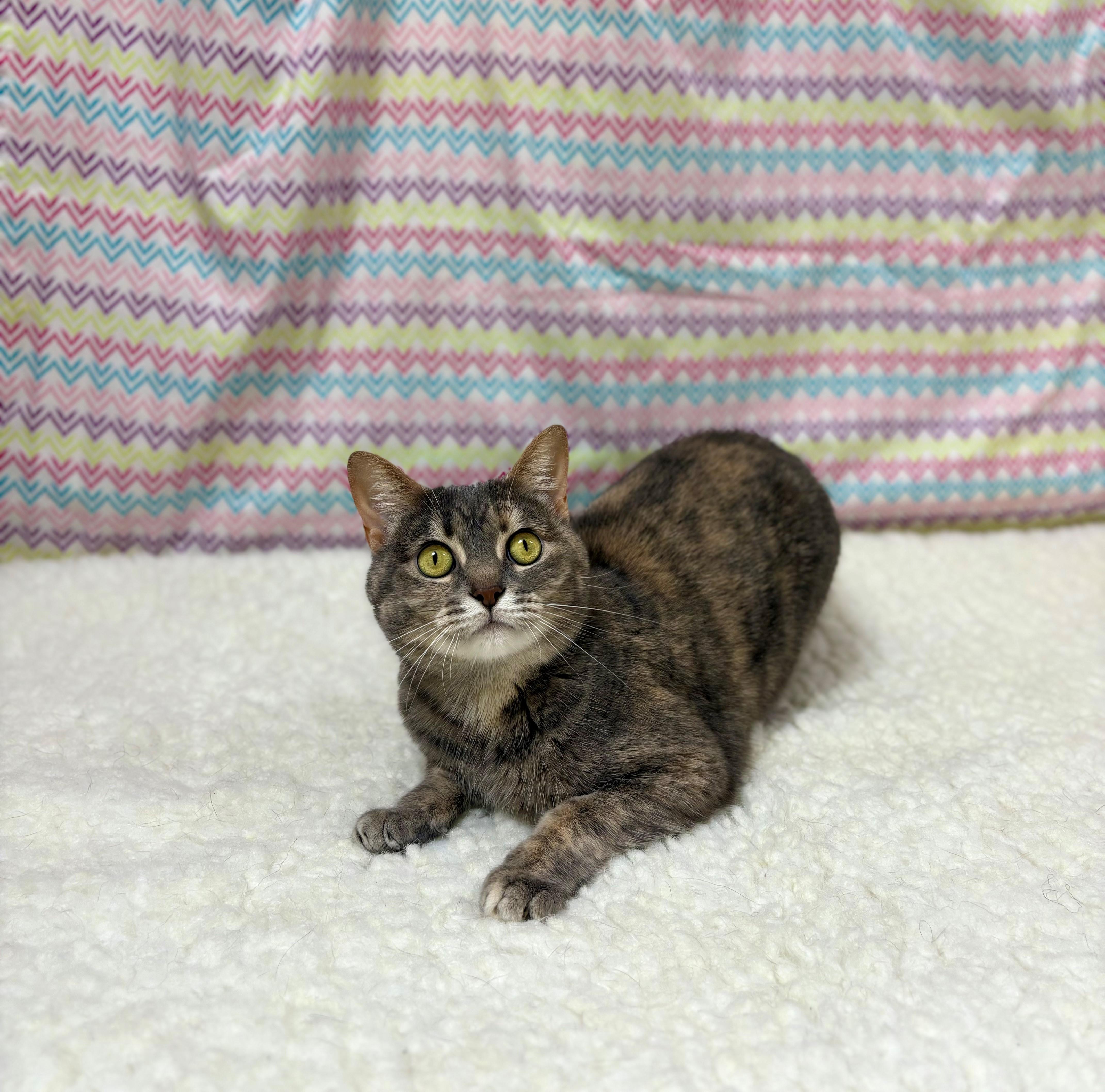 Joon, a Adoptable Domestic Short Hair in Upper Sandusky, OH image 1/3