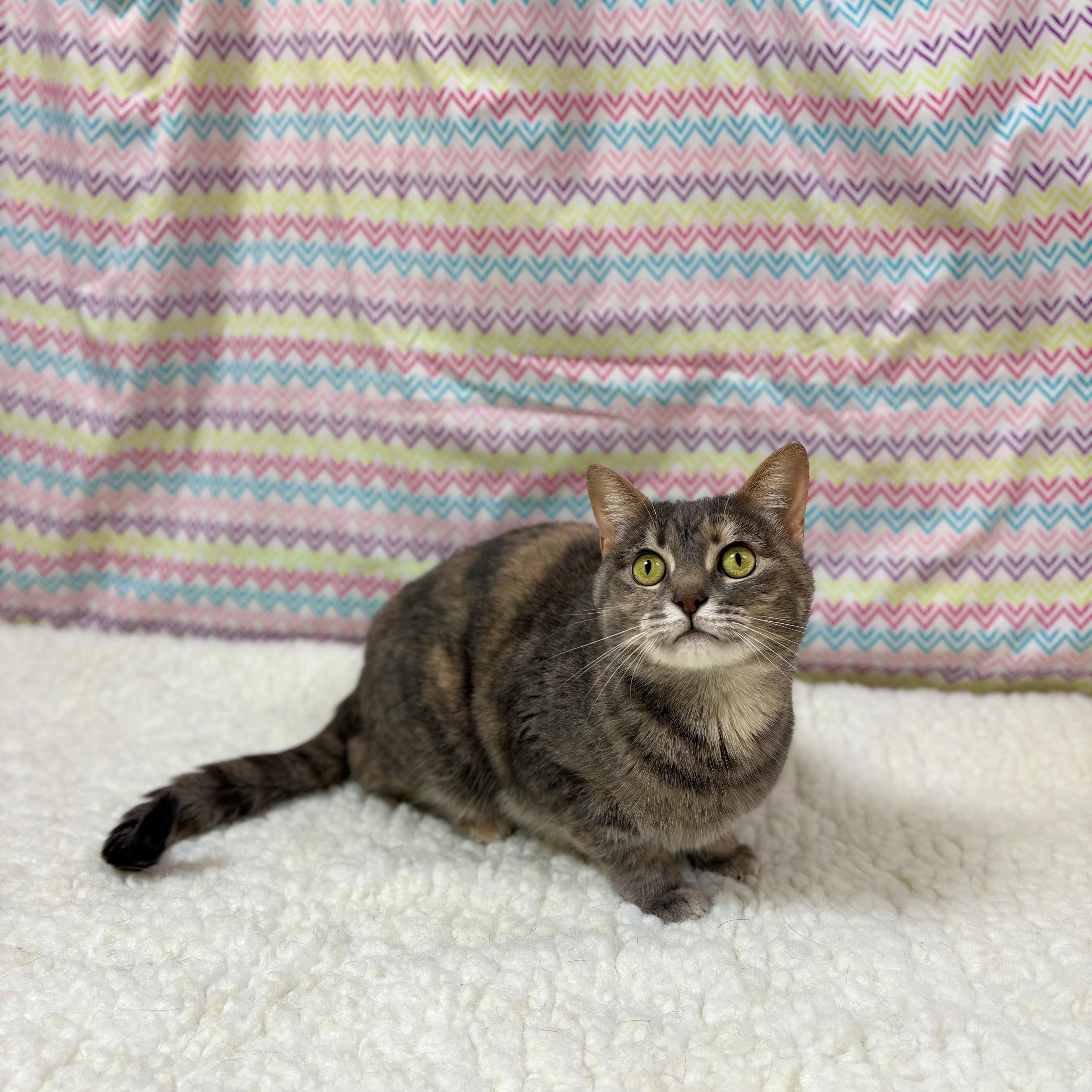 Joon, a Adoptable Domestic Short Hair in Upper Sandusky, OH image 2/3