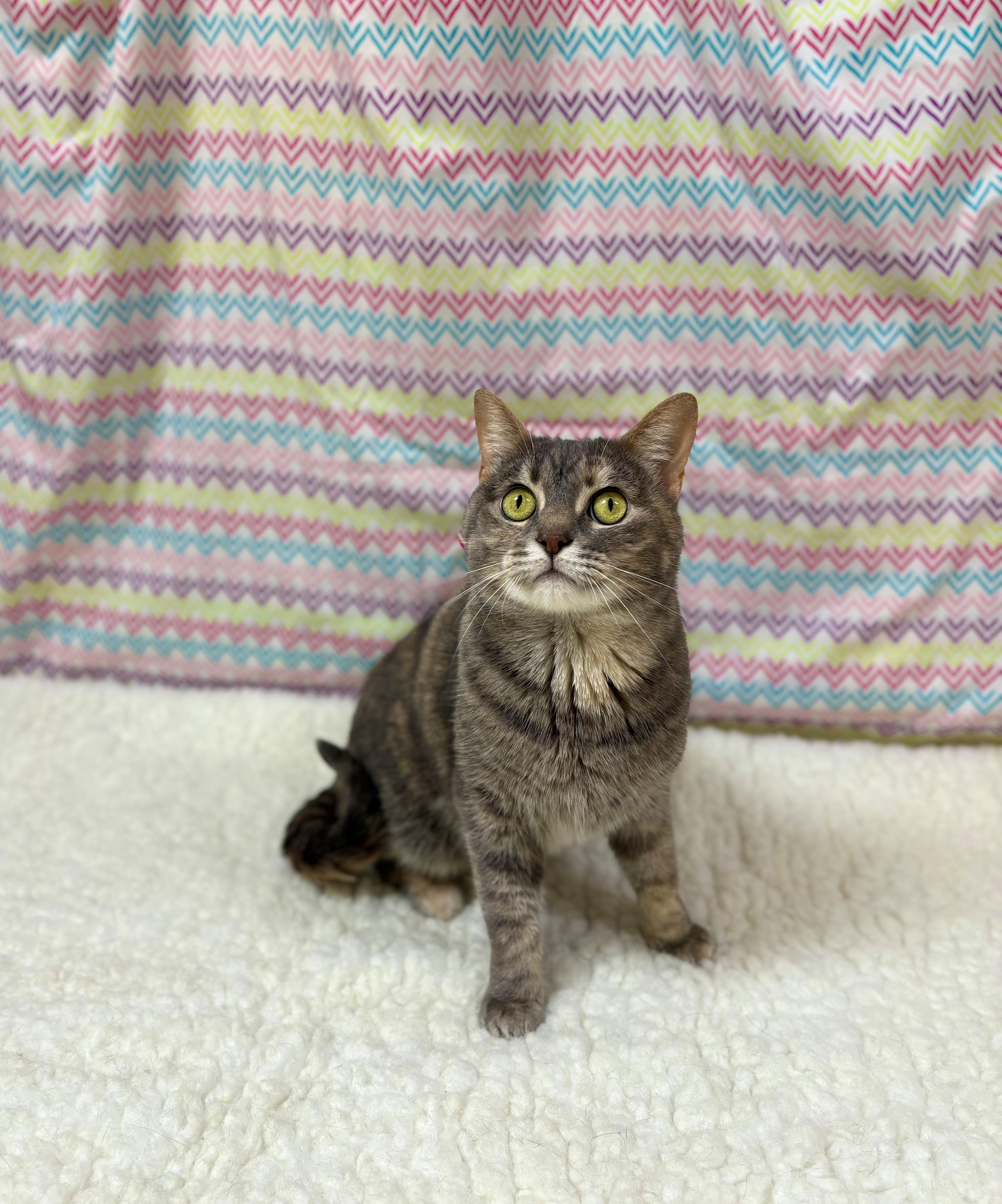 Joon, a Adoptable Domestic Short Hair in Upper Sandusky, OH image 3/3