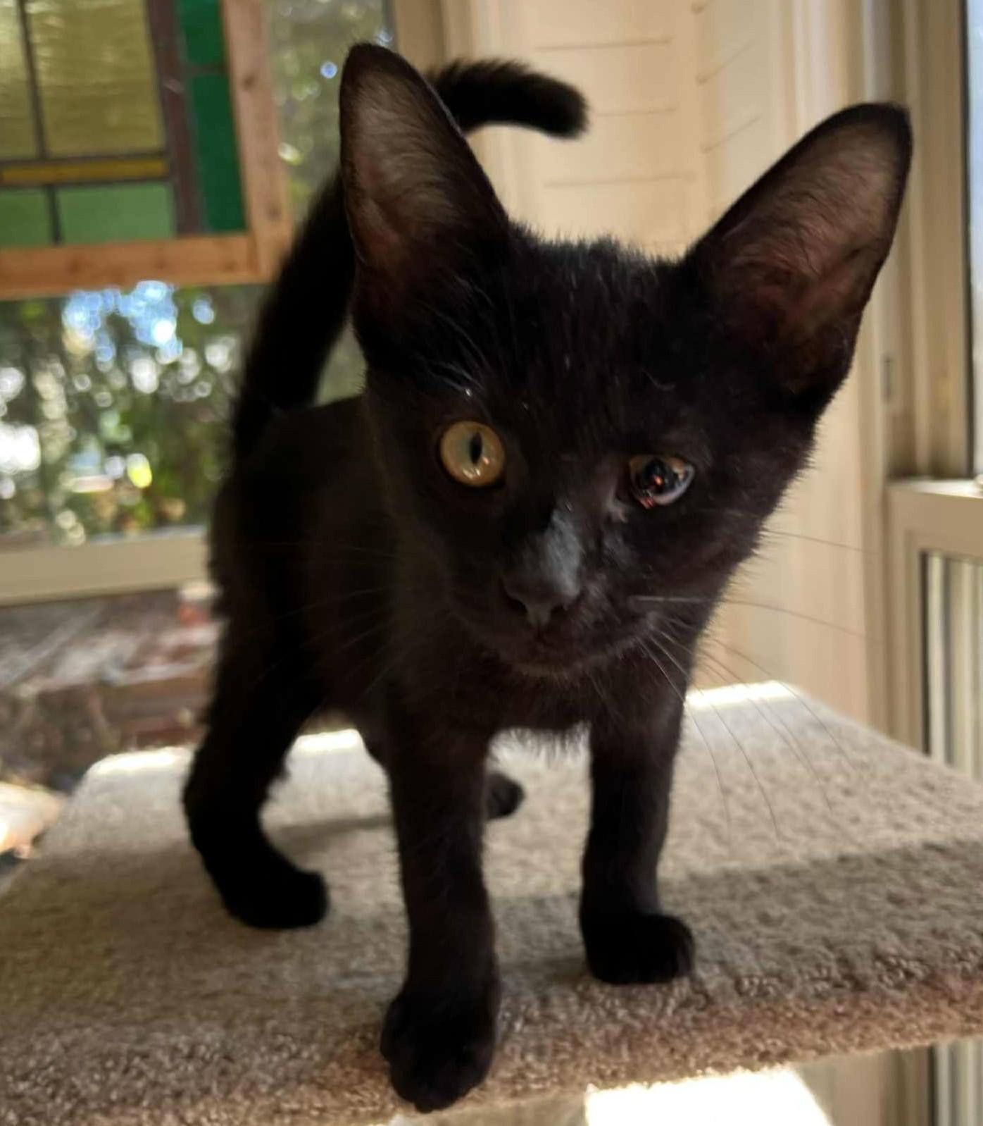 Enlarge Baby Blackie, a Adoptable Domestic Short Hair in Hamilton, ON image 3/4