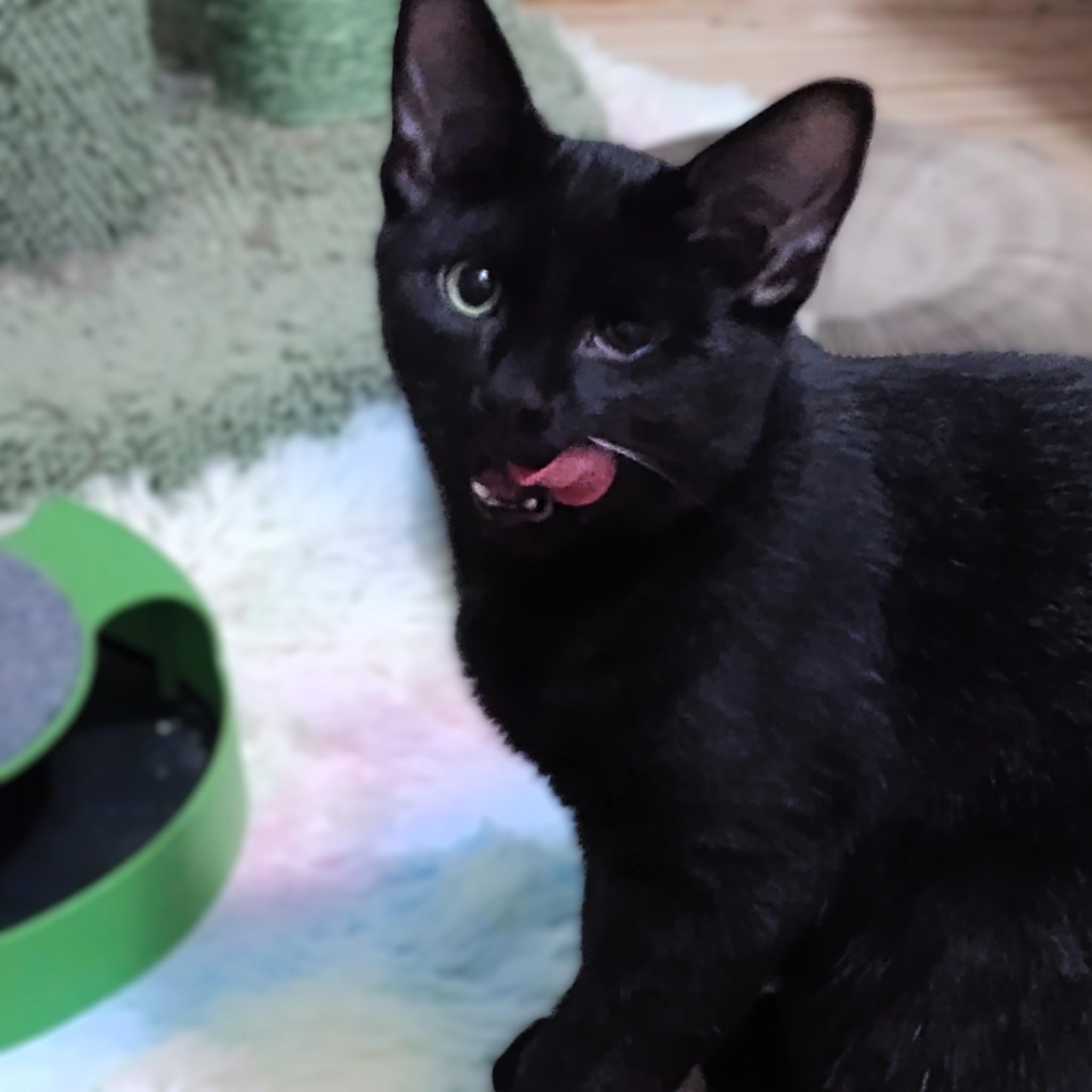 Enlarge Baby Blackie, a Adoptable Domestic Short Hair in Hamilton, ON image 4/4