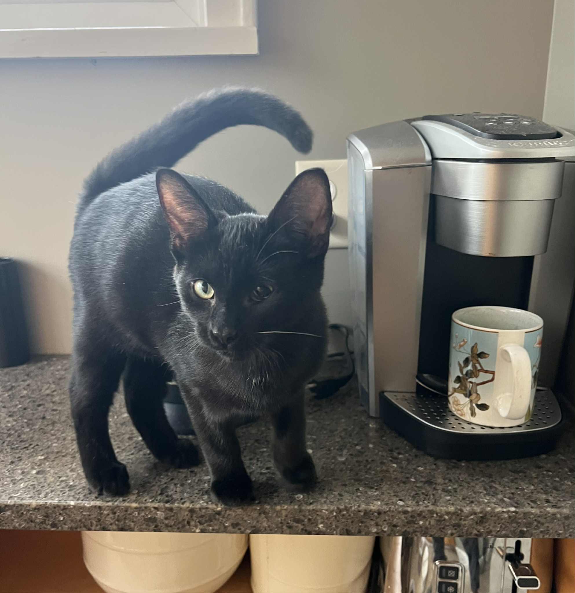 Enlarge Baby Blackie, a Adoptable Domestic Short Hair in Hamilton, ON image 2/4