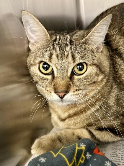 Tewey, Adoptable, Young Male Domestic Short Hair.