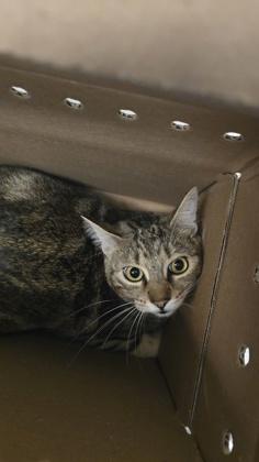 Tewey, a Adoptable mixed breed in Wichita, KS image 2/2